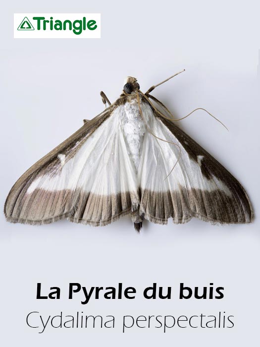 Pyrale du buis